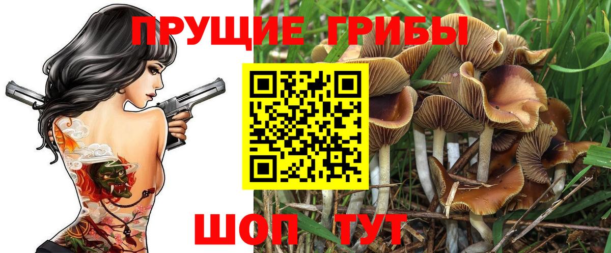 как найти закладки  Коломна  Псилоцибиновые грибы Cubensis 